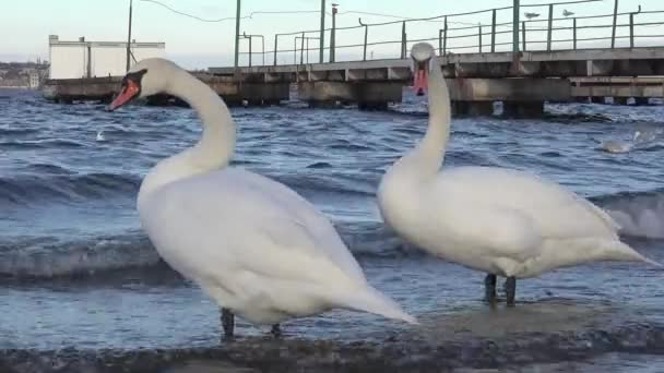 Labutě na břehu řeky — Stock video
