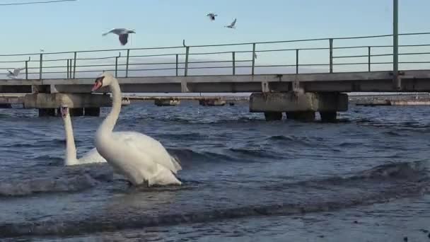 Лебеди питаются на берегу реки — стоковое видео