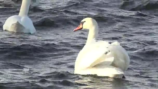Swans feed on river bank — Stock Video