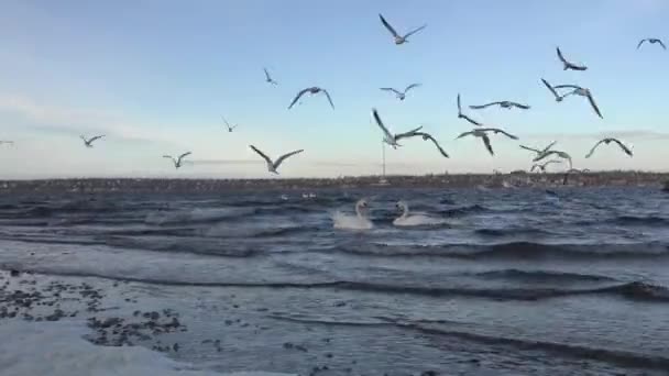 Gaviotas volando sobre las olas del río, muchas bandadas — Vídeo de stock