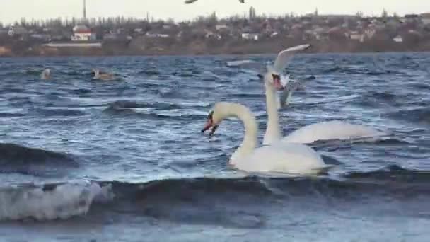 Cisnes se alimentam na margem do rio — Vídeo de Stock