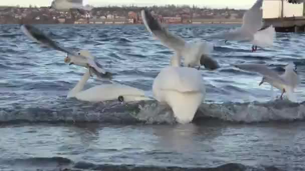 Cisnes se alimentam na margem do rio — Vídeo de Stock