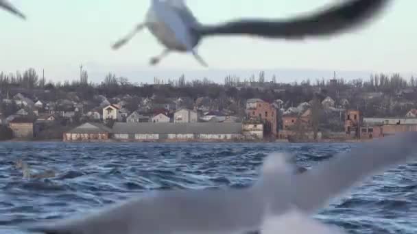 很多人蜂拥而海鸥飞过河的波浪， — 图库视频影像