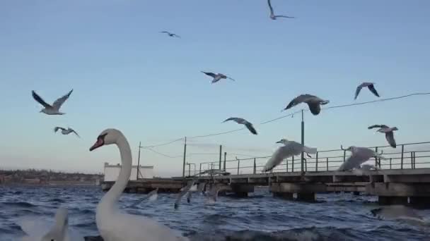 Чайки летают над волнами реки, много стад — стоковое видео