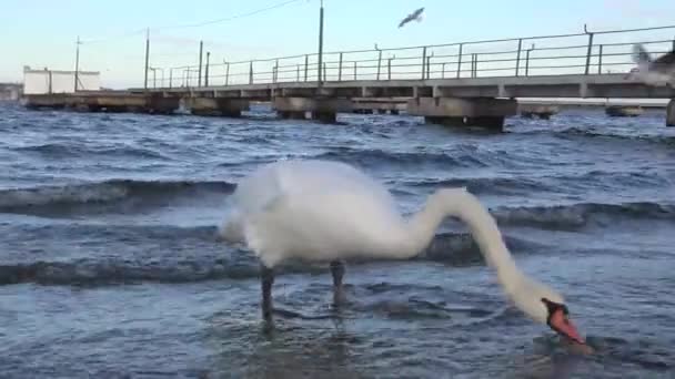 Los cisnes se alimentan en la orilla — Vídeo de stock
