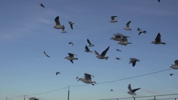 Gaivotas voando sobre as ondas do rio, muitos rebanhos — Vídeo de Stock