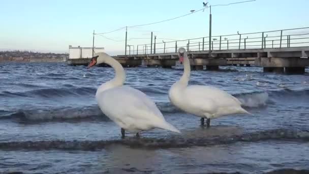 Cisnes se alimentam na margem do rio — Vídeo de Stock