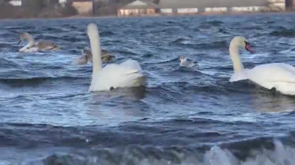 Łabędzie żerują na brzegu rzeki — Wideo stockowe