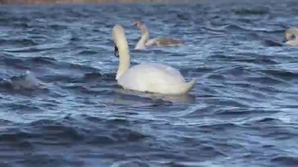 Swans feed on river bank — Stock Video