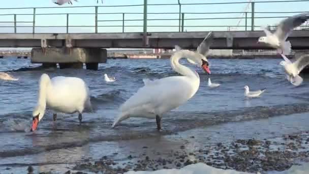 Schwäne fressen am Flussufer — Stockvideo