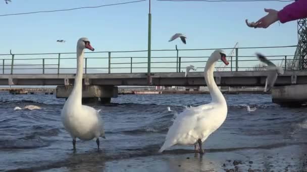 Лебеди питаются на берегу реки — стоковое видео