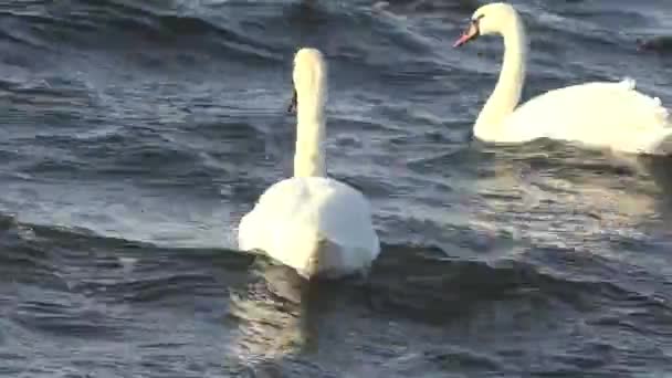 Łabędzie żerują na brzegu rzeki — Wideo stockowe