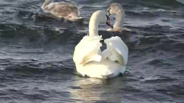 Лебеди питаются на берегу реки — стоковое видео