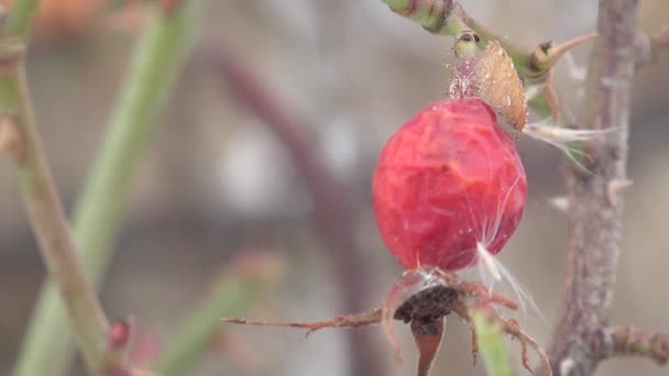 Κόκκινα μούρα briar μακροεντολής σε άγριο δάσος — Αρχείο Βίντεο