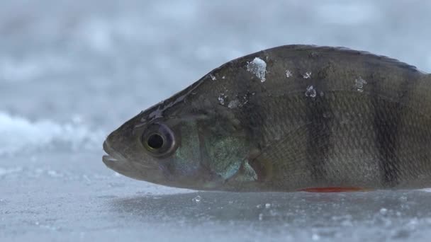 Fish big ruff on the ice of river in winter — Stock Video