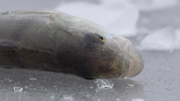 Рыба большая ржавчина на льду реки зимой — стоковое видео