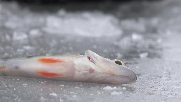 El pez grande ruff sobre el hielo del río en invierno — Vídeos de Stock