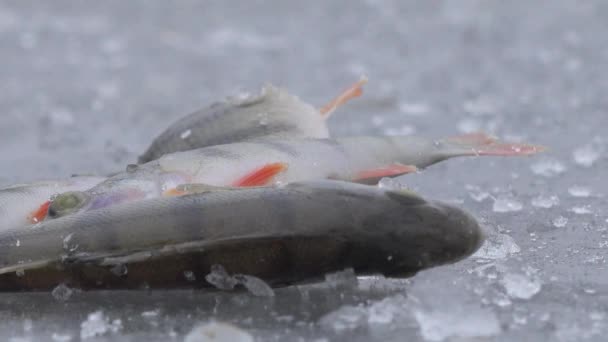 Fisch große Halskrause auf dem Eis des Flusses im Winter — Stockvideo