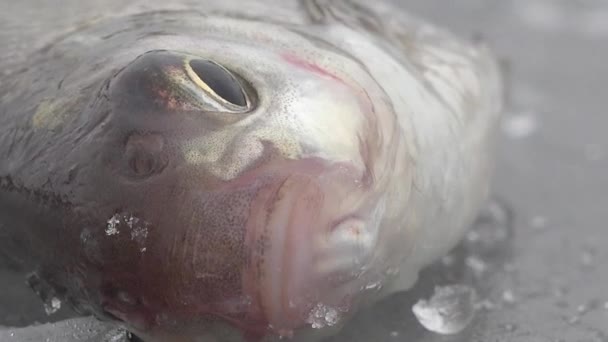 Рыба большая ржавчина на льду реки зимой — стоковое видео