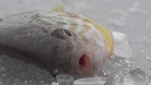 Fisch große Halskrause auf dem Eis des Flusses im Winter — Stockvideo