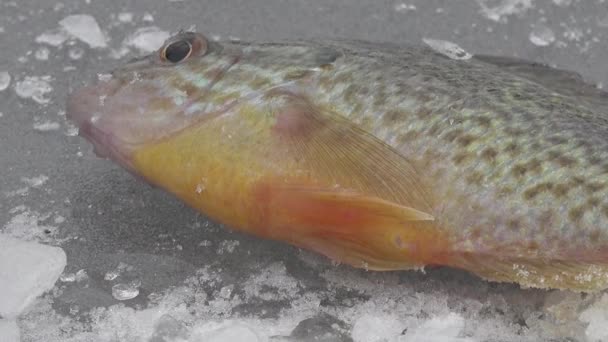 Μεγάλο χοντροσκαλίδρα ψάρια στον πάγο του ποταμού το χειμώνα — Αρχείο Βίντεο