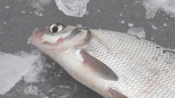 Fisch große Halskrause auf dem Eis des Flusses im Winter — Stockvideo