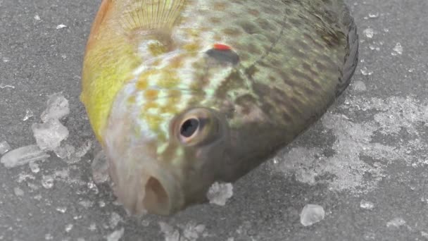 Poisson gros manteau sur la glace de la rivière en hiver — Video