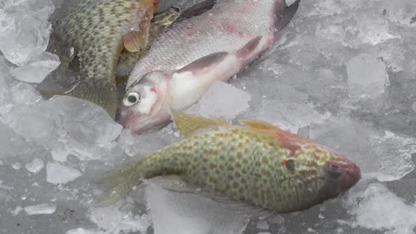 De grote ruff vis op het ijs van de rivier in de winter — Stockvideo