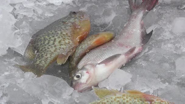 Peixe grande ruff no gelo do rio no inverno — Vídeo de Stock