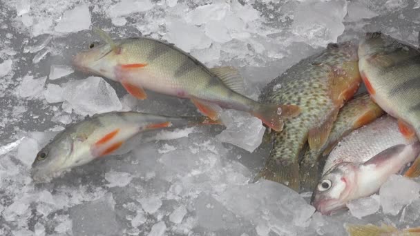 Fisch große Halskrause auf dem Eis des Flusses im Winter — Stockvideo