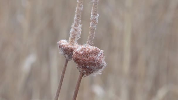 Schilf trockener Fluss, Winter — Stockvideo