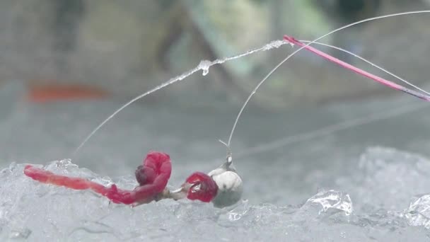 Рыболовецкая палочка зимой на льду возле ямы — стоковое видео