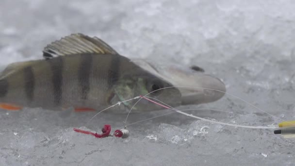 Canna da pesca fiume in inverno su ghiaccio vicino buco — Video Stock