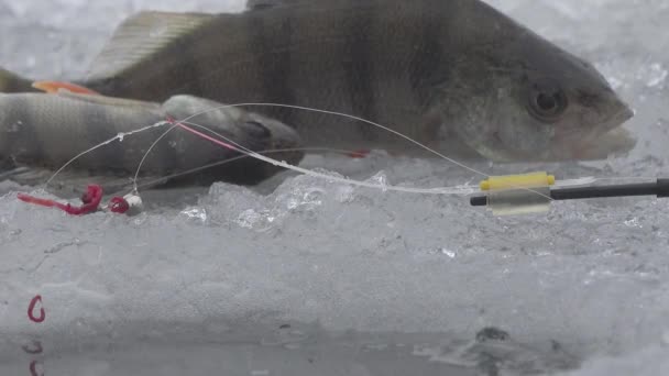 Vara de pesca rio no inverno no gelo perto do buraco — Vídeo de Stock