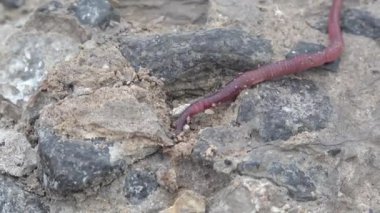 Kırmızı kayalar makro üzerinde sürünerek solucan