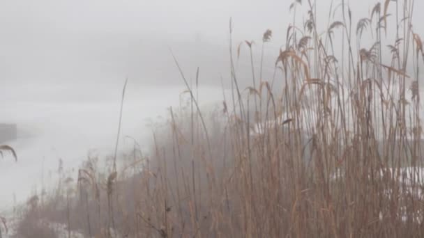 Cañas secas y cuerda en el río de invierno en niebla — Vídeo de stock