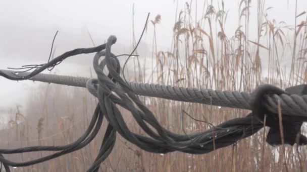 Reeds dry and rope on winter river in fog — Stock Video