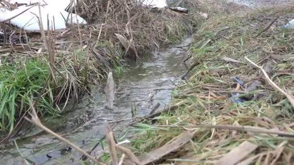 Schone Stream stromen in het droog gras — Stockvideo