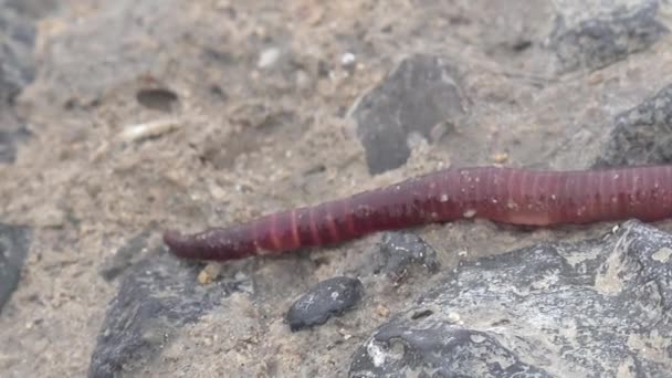 Vers de terre rouges rampant sur les rochers macro 