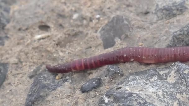 Rote Regenwürmer kriechen auf den Felsen — Stockvideo