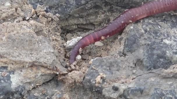 Красные земляные черви ползают по скалам макрос — стоковое видео