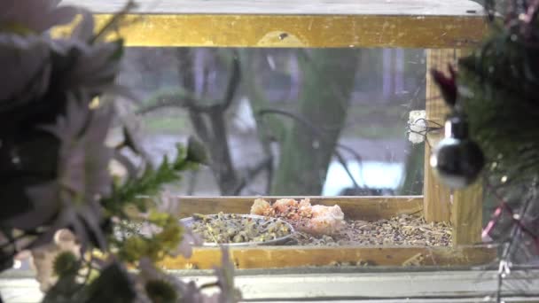 Bird titmouse comer exposição de alimentos na manjedoura — Vídeo de Stock