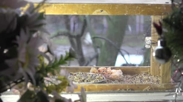 Птах синиця їсть їжу виставка в яслах — стокове відео