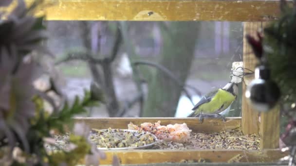 Ptak titmouse jedzenie żywności wystawa w żłobie — Wideo stockowe