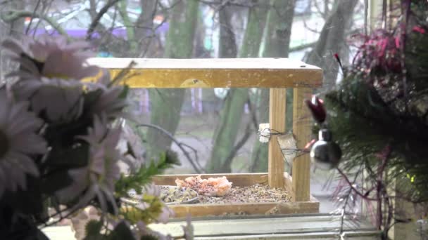 Pájaro titmouse comer comida exposición en el pesebre — Vídeos de Stock
