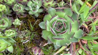 Sempervivum pittonii, Crassulaceae bitki familyası, dağlık yamaçlarda yetişen yeşil bitkiler, vahşi doğadaki Macro bitkileri.