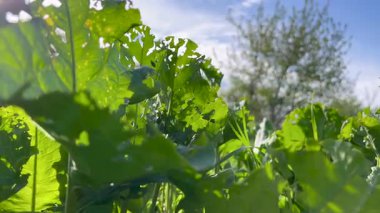 Böcek böceklerinin delikleriyle dolu büyük yeşil dulavrat yaprakları. Sabah güneşi yaprakların arasından parlar ve güzel bir arkaplan ortaya çıkarır.