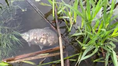 Orman nehrinin kıyısında sığ sularda çürüyen ölü balıklar.