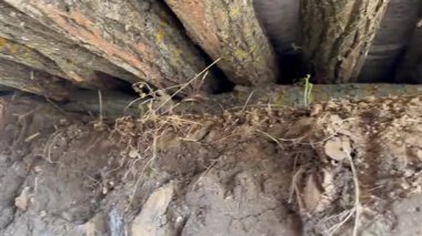 Mavi gökyüzüne erişimi olan askeri sığınaktaki kütük rampası ve altında uçan sinekler. Ukrayna 'da Savaş