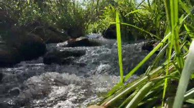 Hızlı dağ nehrinin zemininde yeşil sazlıklar ve ıslak taşlar ve temiz, soğuk su ırmakları.